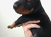 Dobermann puppies
