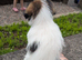 Shih Tzu cross jack Russell
