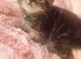 Tabby mixed British blue