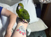 2 silly tame yellow crowned kaks now ready