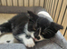 Gorgeous tuxedo kitten ready 5th July