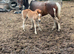 Mare and filly foal for sale