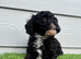 Black & White Stunning Cavapoo Male Puppy