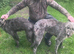 Beddy greyhound pups