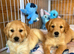 Kc golden retriever puppies