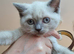 British Shorthair Kittens