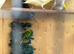 Female kakariki
