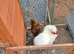Pair of Silkies