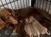 Miniature Dachshund