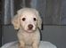 READY NOW LONGHAIRED MINI CREAMS