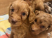 F1B Cockapoo puppies - 2 Boys Available