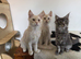 Three beautiful Maine Coon kittens