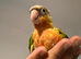 Pineapple conure red factor tamed