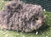 Pure bred texel guinea pigs