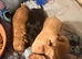 Beautiful puppies