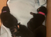 Pomchi puppies