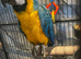 Stunning HandReared Baby Blue & Gold Macaw Parrot,18