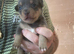 Miniature jack Russell’s