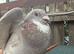 Pair racing pigeon and pure white female