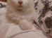 Two kittens, one male and one female, mixed breed.