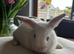 Small Bunnies for sale