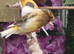 Various quality canaries
