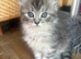Maine Coon Kittens, mother is TICA registered