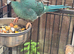 Make kakariki parrots