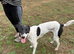Lurcher for sale