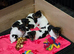 7 Lovely Jack Russell pups for Sale