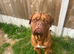 Kc Dogue de Bordeaux (male)