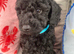 Black Male Cockapoo pup