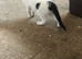 Beautiful farm kittens available