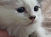 5 generation pedigree Siberian kittens READY