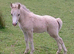 Dark bay mare with filly foal