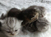 Kittens looking for sweet home.