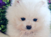 Quality Snow White Pomeranians
