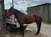 Trotting gelding