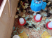 5 day old cortinex quail chicks for sale