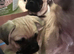 Puppy for sale - Pugsley