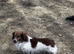 Miniature red and white dash hound