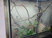 4x4x2 glass terarium and baby cresties