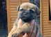 Stunning pure bred border terrier pups