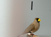 Mask finch