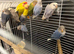Love birds