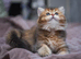 2 british longhair girls