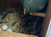 proven pair lineolated parakeets