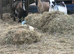 3 nanny pygmy goats
