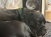 French bulldog cross American springer spaniel
