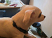 10 month old male for sale
